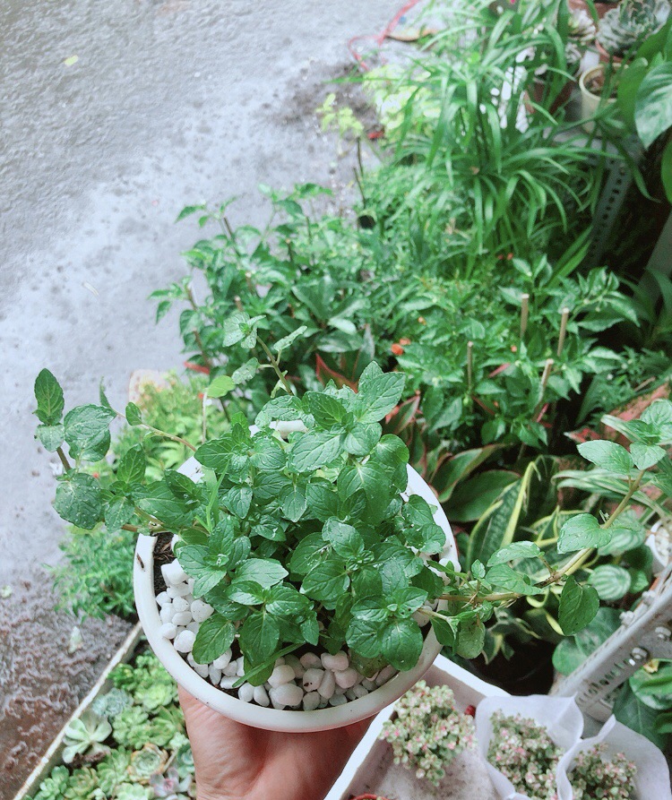 Chậu Cây Bạc Hà Doublemint