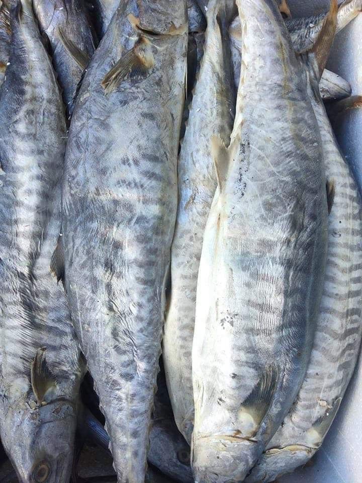 Cá Thu Muối Dùi- MẮM CÁ THU NGUYÊN CON( 1KG, 500GR)