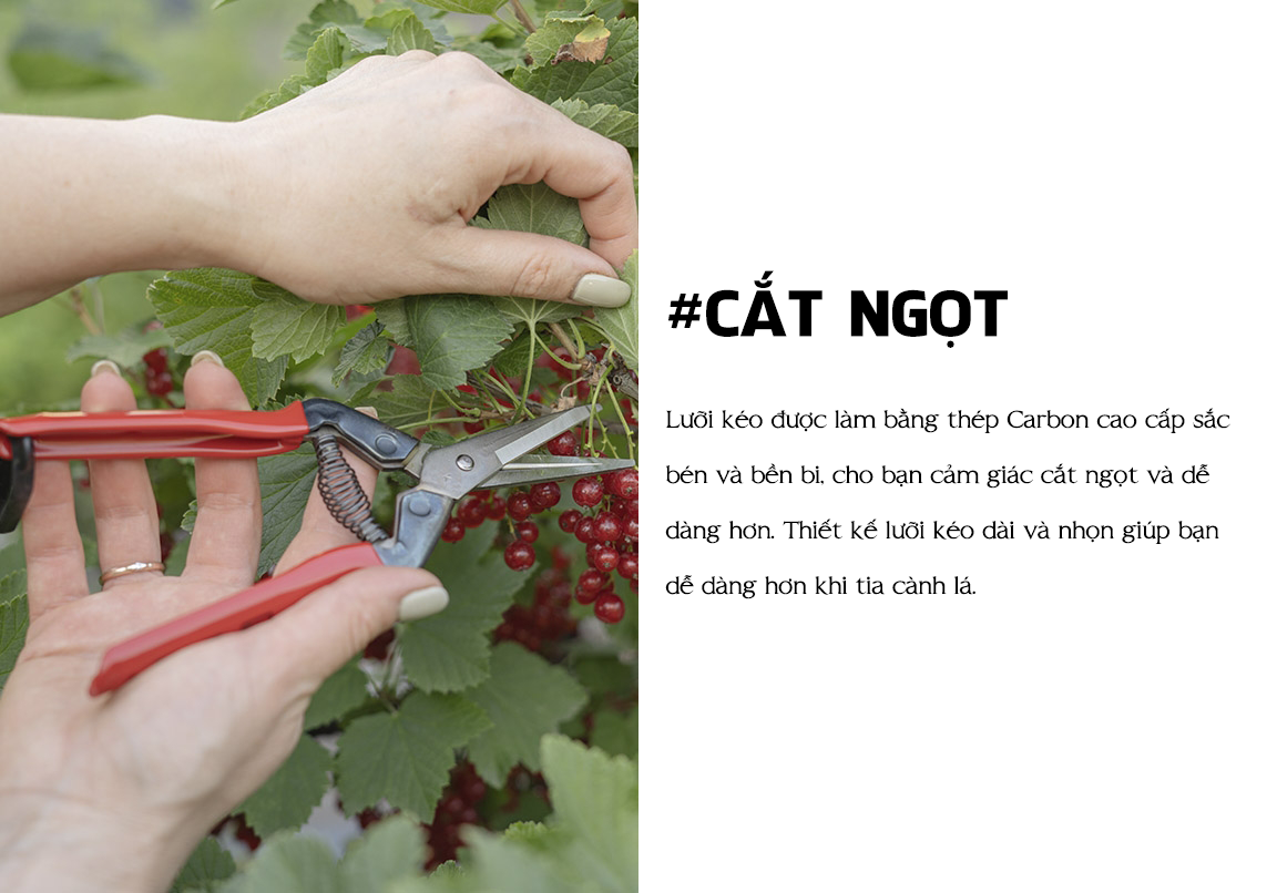 Kéo cắt cành cao cấp Nhật bản Chikamasa T-55SC