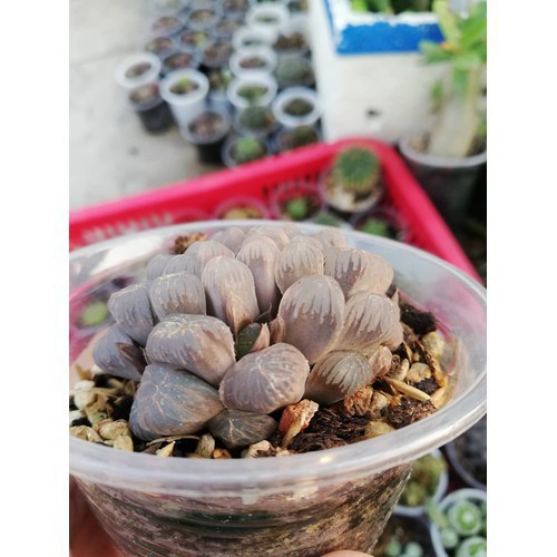 [HCM]Khu Vườn Sen Đá Kim Cương Cao Cấp .