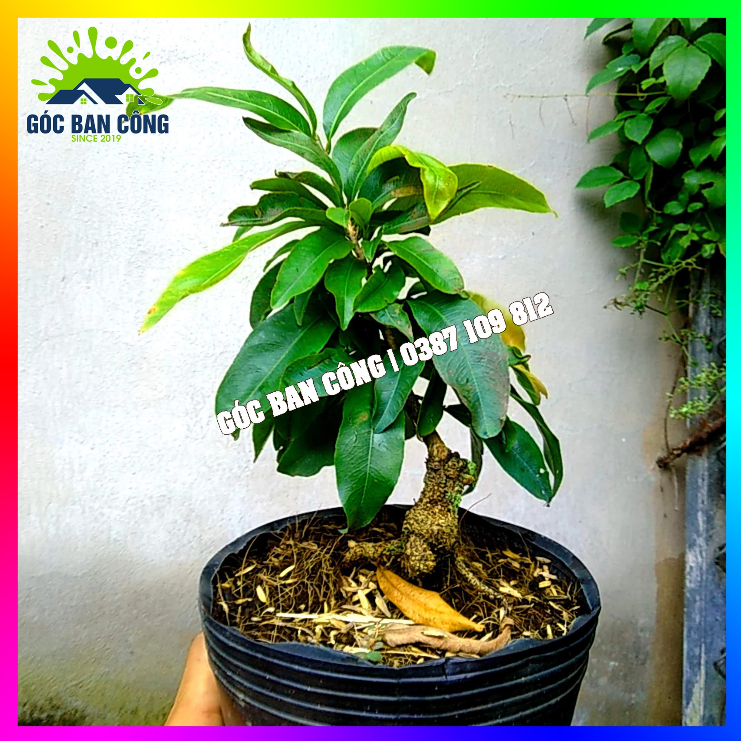 Mai Vàng Đại Lộc Bonsai Mini