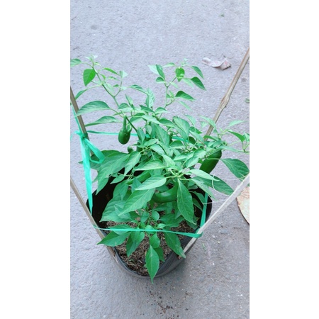 Ớt Sừng Trái Lớn