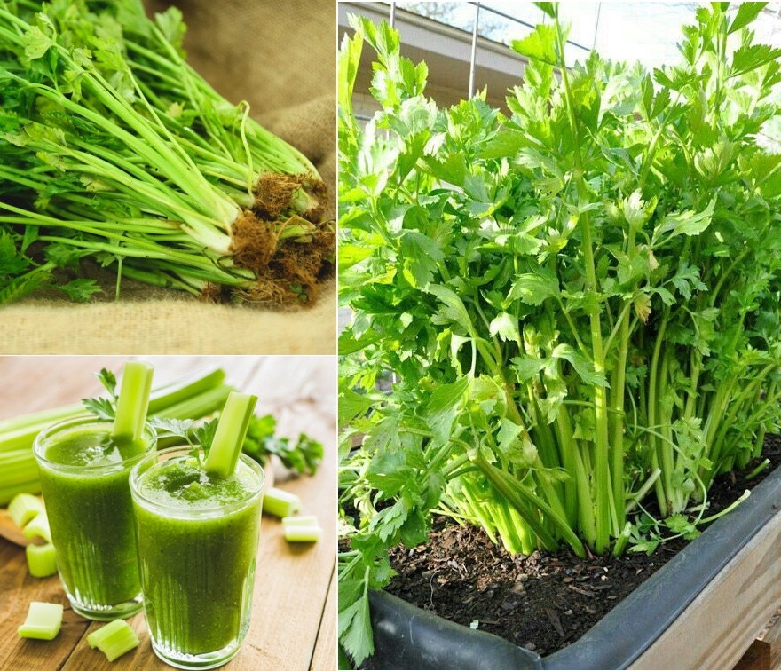 [HCM]Hạt giống RD Cần tây Thera gói 5gr