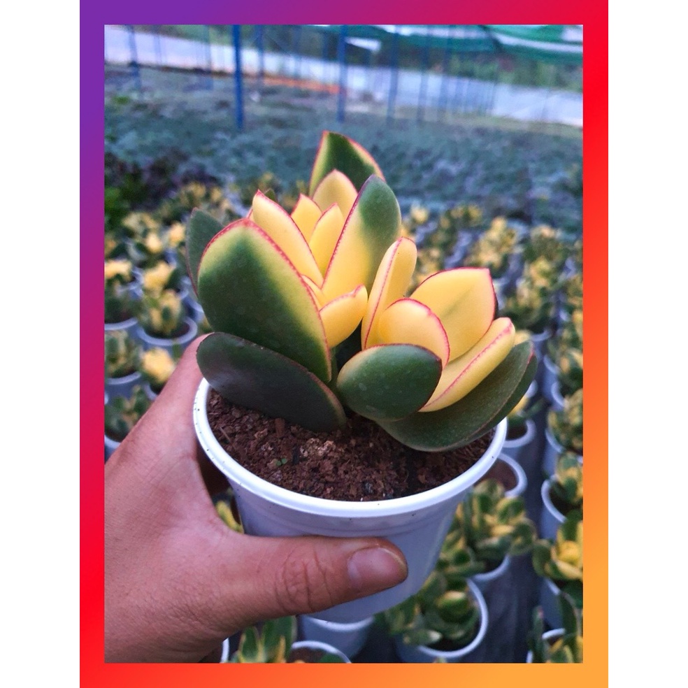 SEN ĐÁ THẠCH BÍCH VAR SIZE TRUNG BÌNH KHỎE ĐẸP LỖI 1 ĐỔI 1