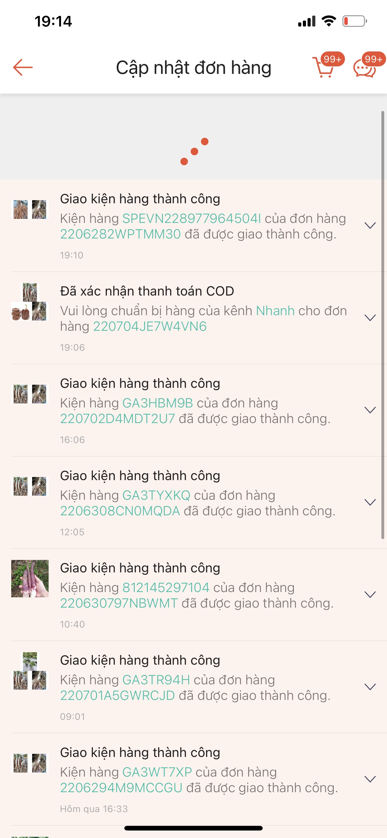 Gốc măng tây - gốc lớn