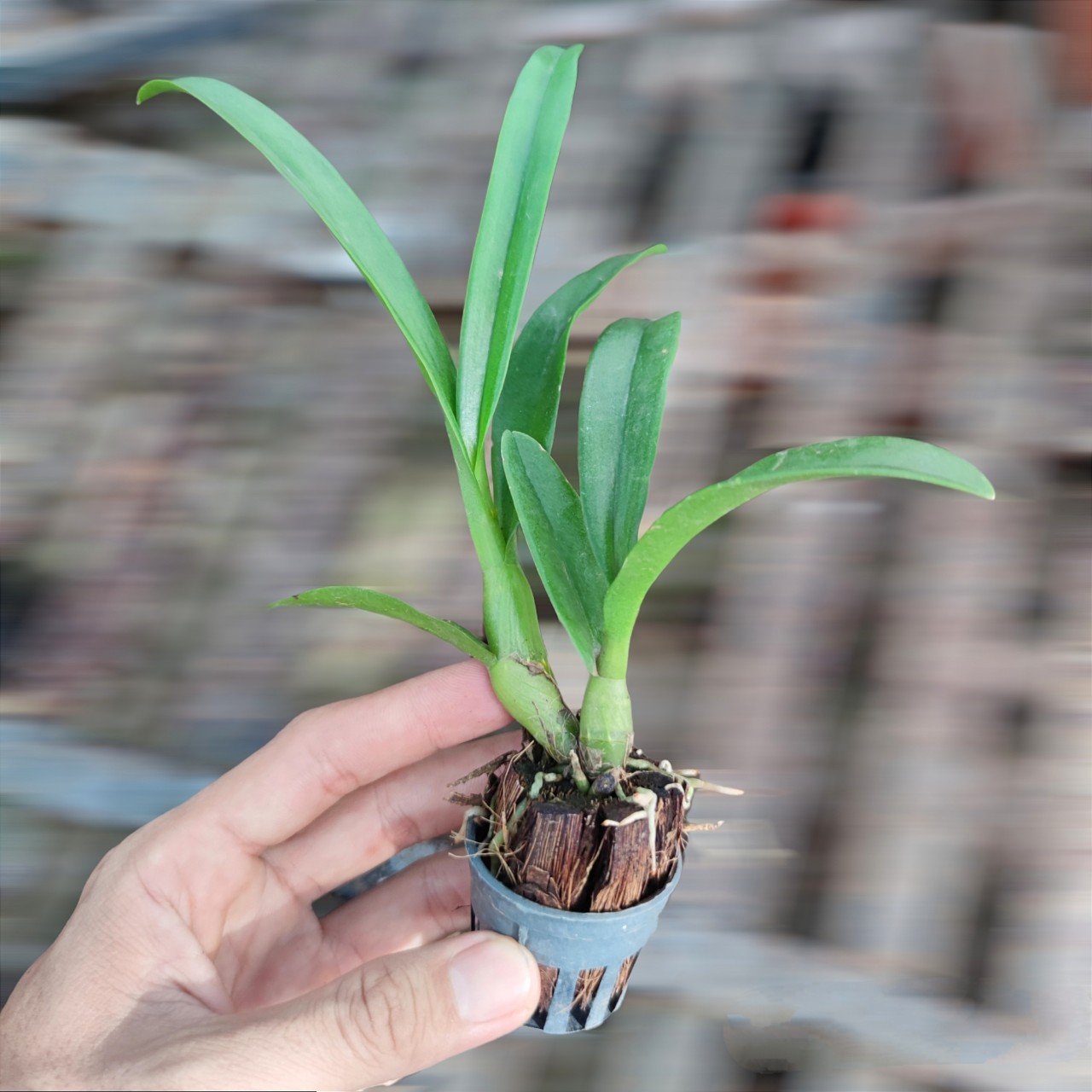 Lan giống Dendro Pensoda cây con từ 10 đến 15cm