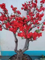 [Học Viên Nông Nghiệp I ] Mai Đỏ bonsai TỨ QUÝ