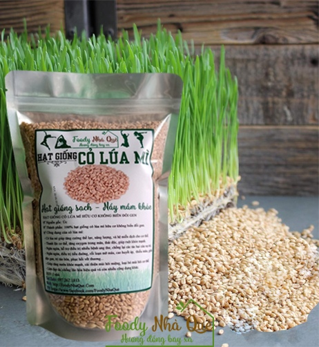 100GR_HẠT GIỐNG CỎ MÈO/CỎ LÚA MÌ CHO CHÓ MÈO (SIÊU NẢY MẦM)