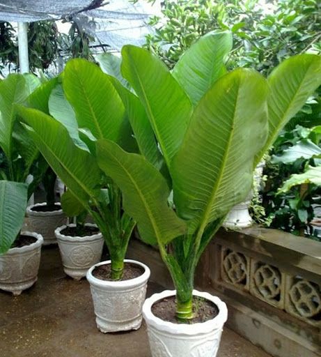 CÂY ĐẠI TỶ PHÚ