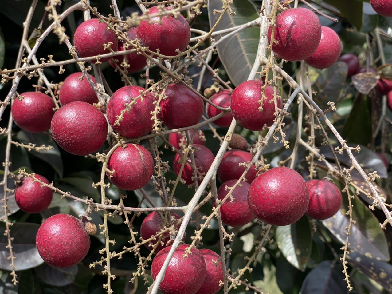 Cây giống nhãn tím dễ trồng