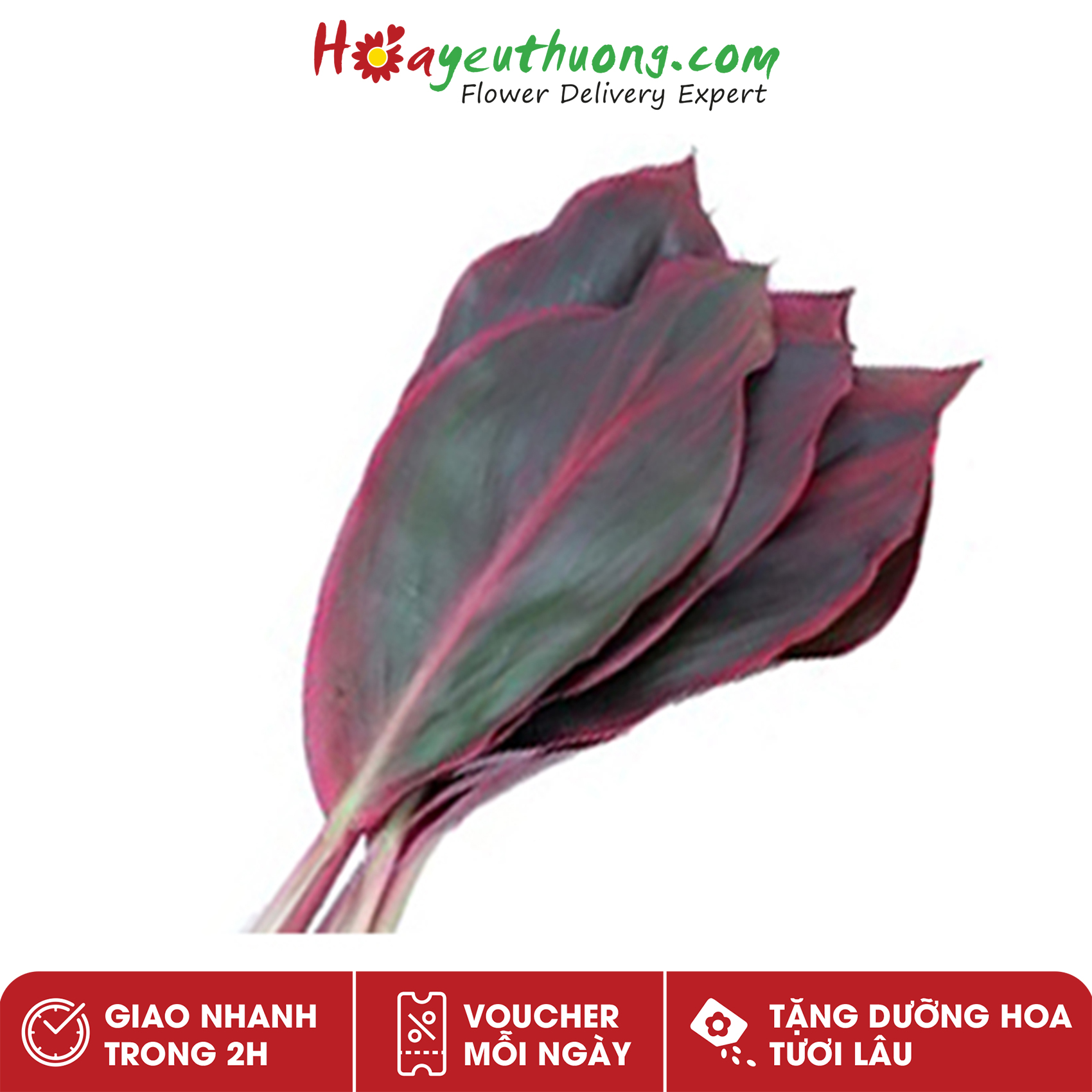 Lá Huyết Dụ Hoayeuthuong - Lá cắm hoa