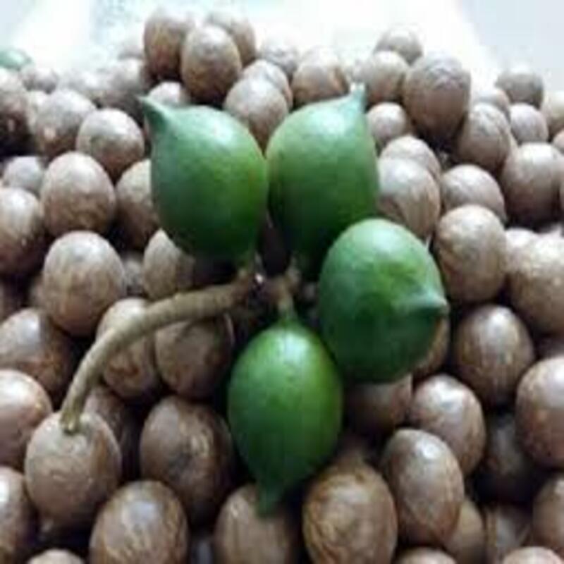 CÂY GIỐNG HẠT MACCA