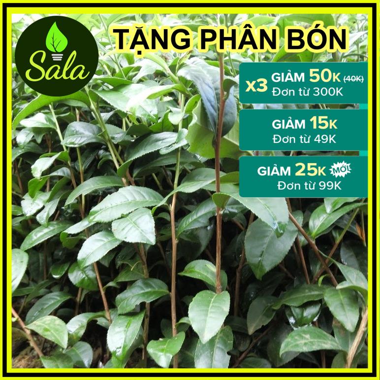 CÂY TRÀ XANH - CÂY CHÈ XANH