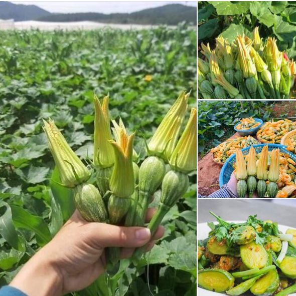 Hạt giống bí siêu nụ lai F1 ( Bí đậu ăn non ) 10gram(130 hạt)