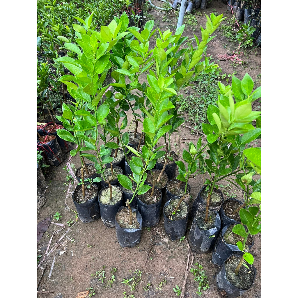 Cây giống chanh giấy mica