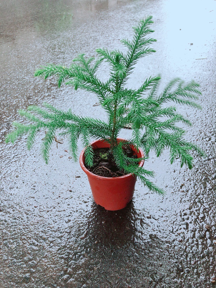 Cây Tùng Bồng Lai