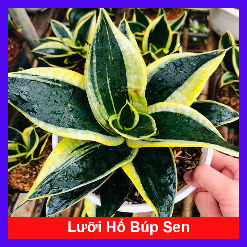 Cây Lưỡi Hổ Búp Sen - Cây cảnh mini để bàn