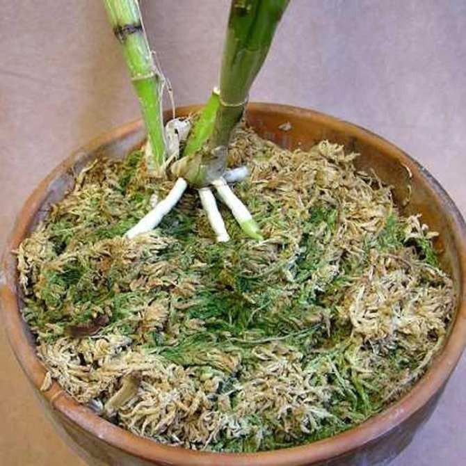 Rêu rừng đã qua xử lý gói 200g