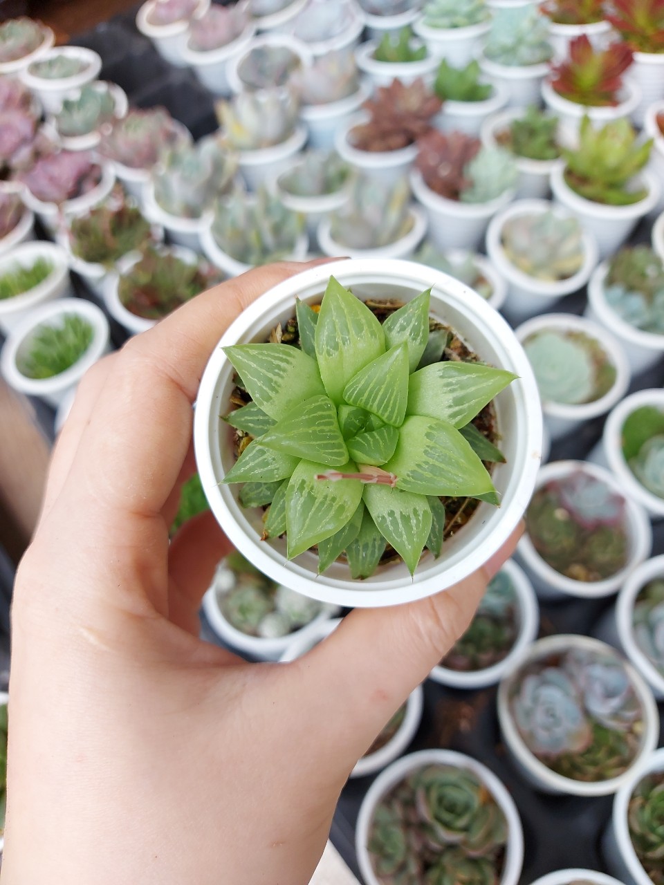 Sen đá cỡ nhỏ ngẫu nhiên