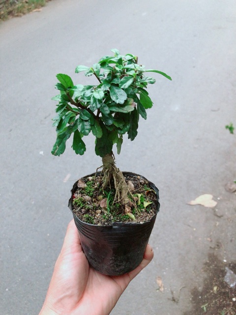 Cây Trà Phúc Kiến Bonsai Mini