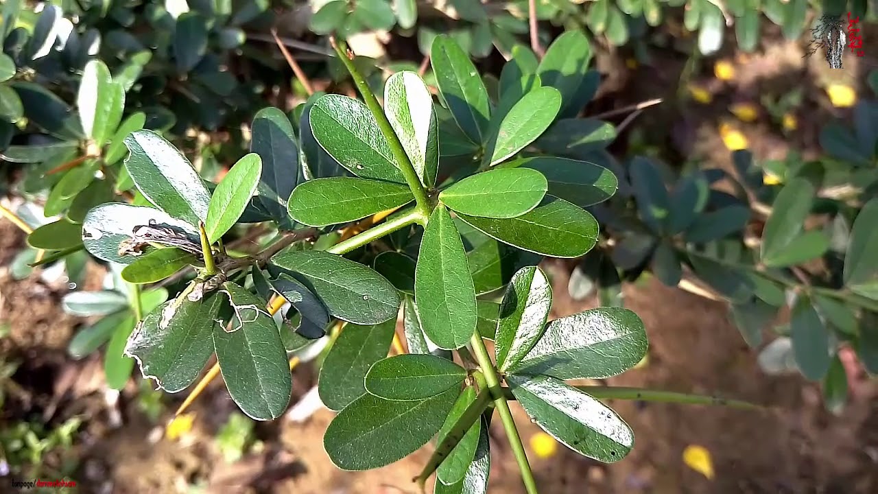 CHẬU CÂY LINH SAM (CÂY SAM NÚI )