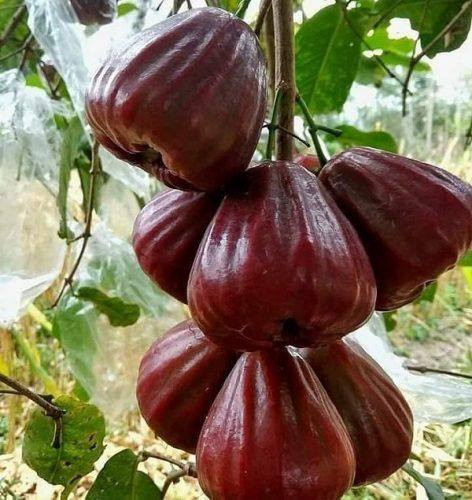 CÂY GIỐNG MẬN ĐƯỜNG