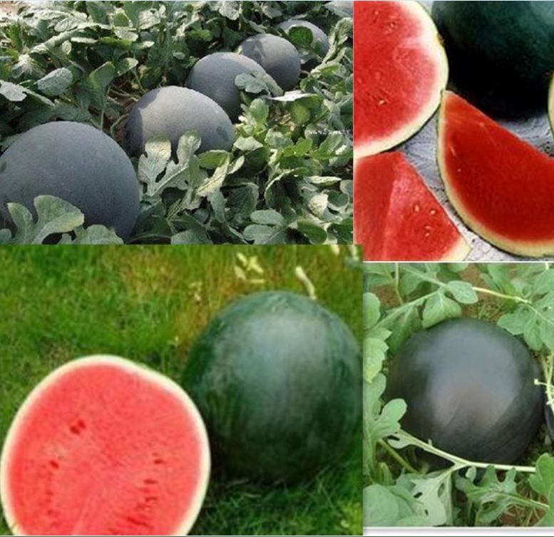 Hạt giống dưa hấu không hạt vỏ đen thái lan - gói 10 hạt