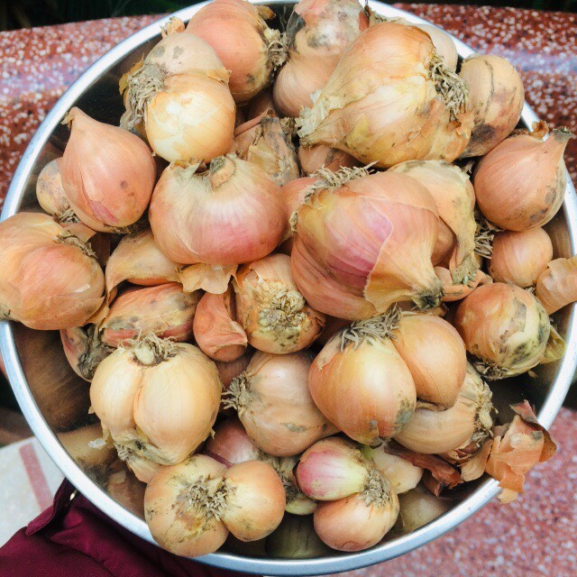 HÀNH TA KHÔ CẮT CUỐNG 500G