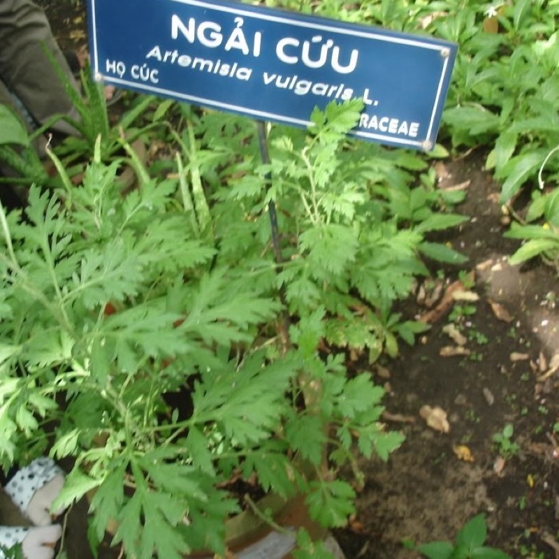 Cây ngải cứu.