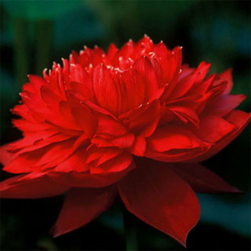 Hạt Sen Đủ Màu Như Hình