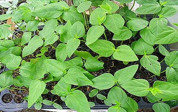 HẠT GIỐNG ĐẬU ĐŨA HẠT TRẮNG RD759_ GÓI 20 GRAM .