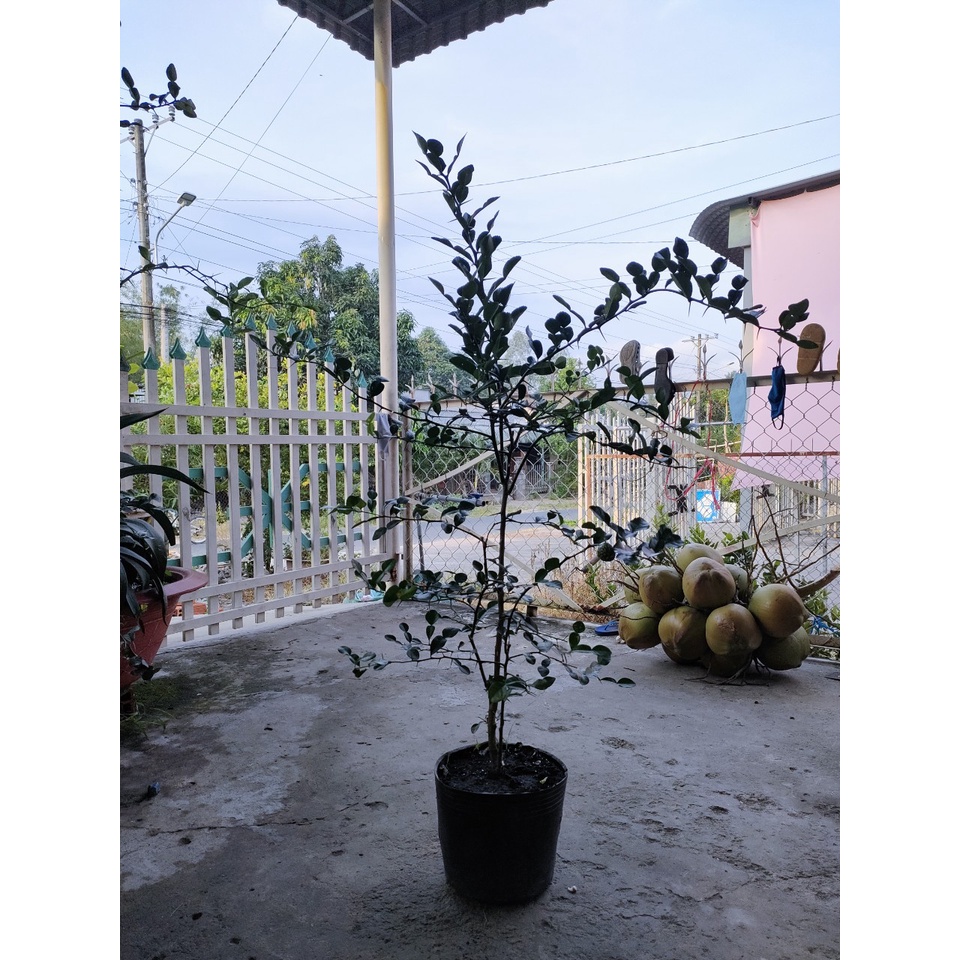 Xả hết----- cây chúc 300k. cây gieo hạt, cây phôi, cây khoẻ.