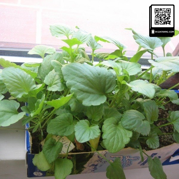 Hạt giống hoa pansy (hoa păng xê)