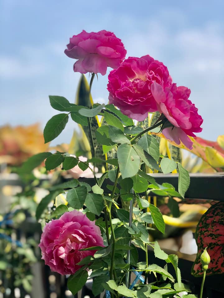 [HCM]Hoa hồng ngoại Lady Candle Rose (hồng Nhật Bản)