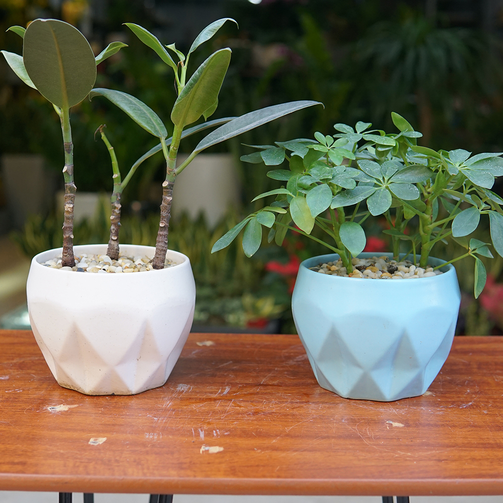 Chậu gốm sứ trồng cây đáy xoắn