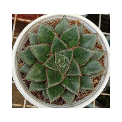 sen đá Hoa hồng đen viền đỏ