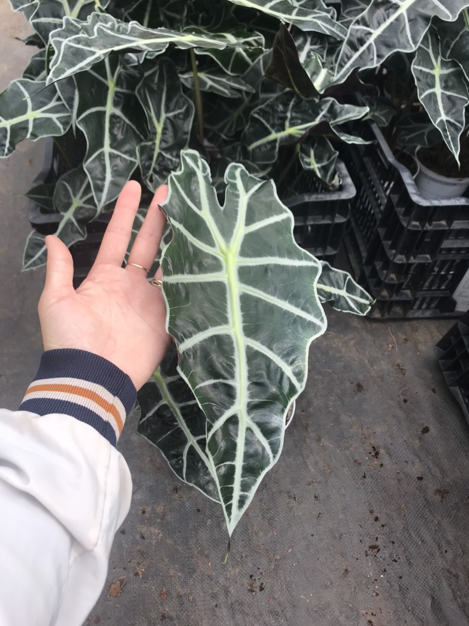 Alocasia Amazonica - size lá trên 30cm