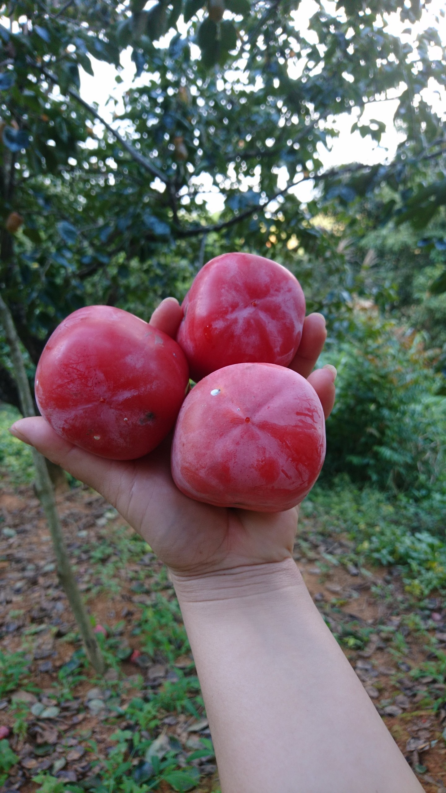 Hồng sấy dẻo Đà Lạt 500gr