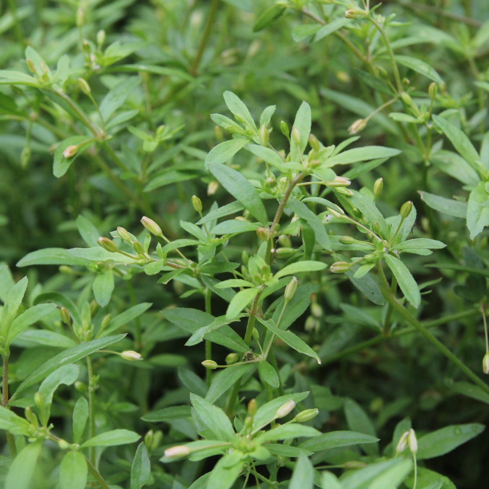 Hạt giống rau đắng đất -