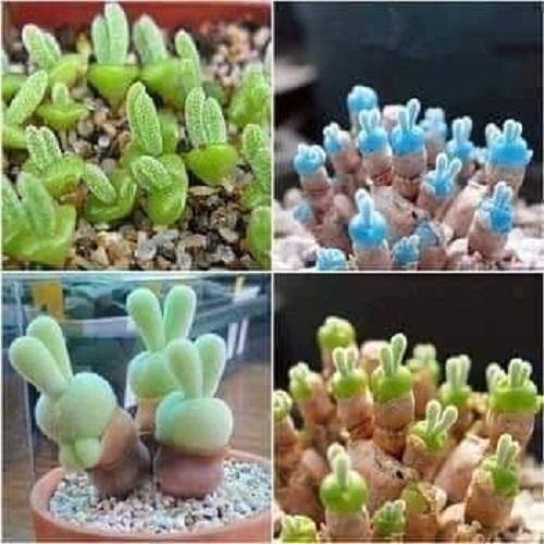 Hạt giống cây tai thỏ