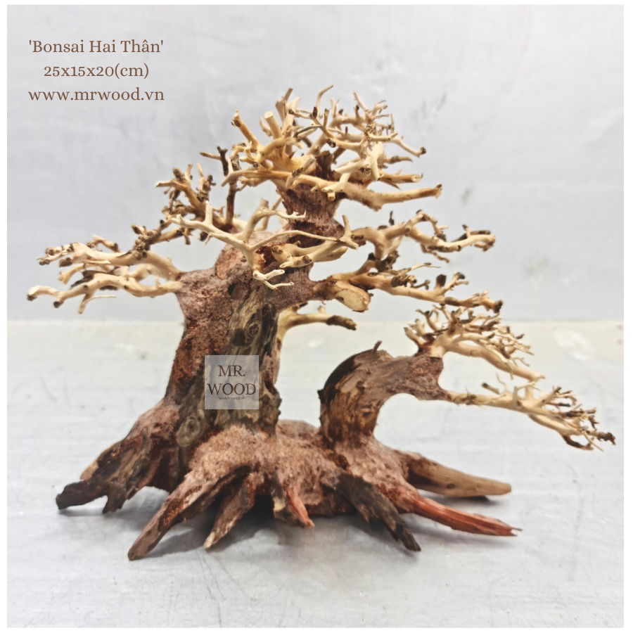 Lũa Bonsai Hai Thân Cho Hồ Thủy Sinh- Xưởng Lũa Mr Wood
