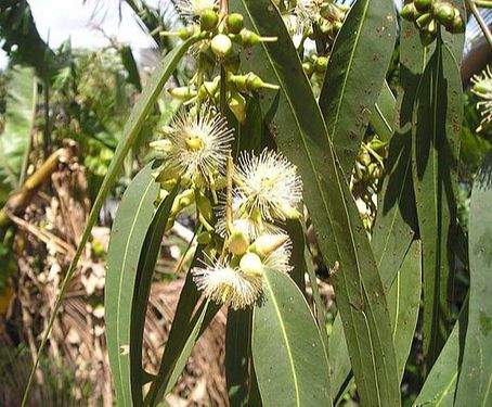 Hạt giống cây bạch đàn trắng - 1 gói 50gram