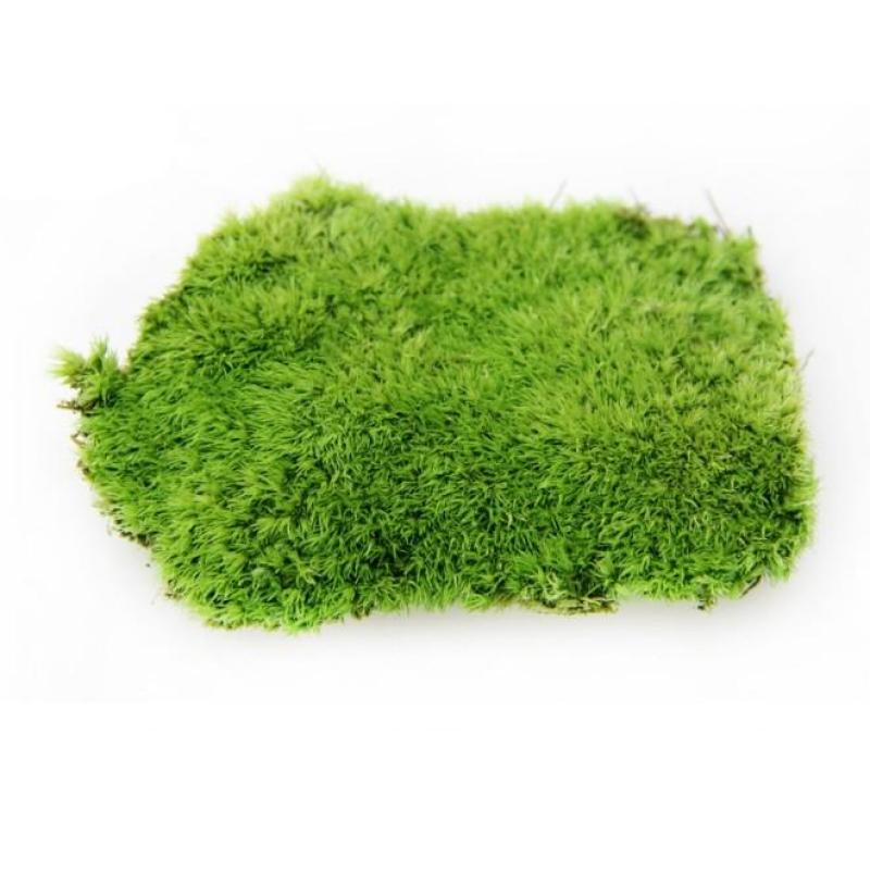 1 HỘP RÊU ĐUÔI SỐC KHÔ XỊT NƯỚC NỬA NGÀY XANH LẠI