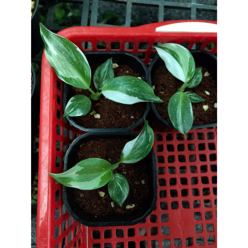 Philodendron White Wizard ✨ FREESHIP ✨ Trầu Bà Phù Thuỷ Trắng