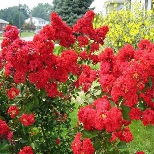 Tường vi bầu lớn - màu đỏ gửi đi nguyên bầu