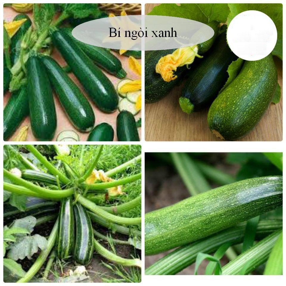 Hạt giống bí ngòi xanh - Gói 20 hạt