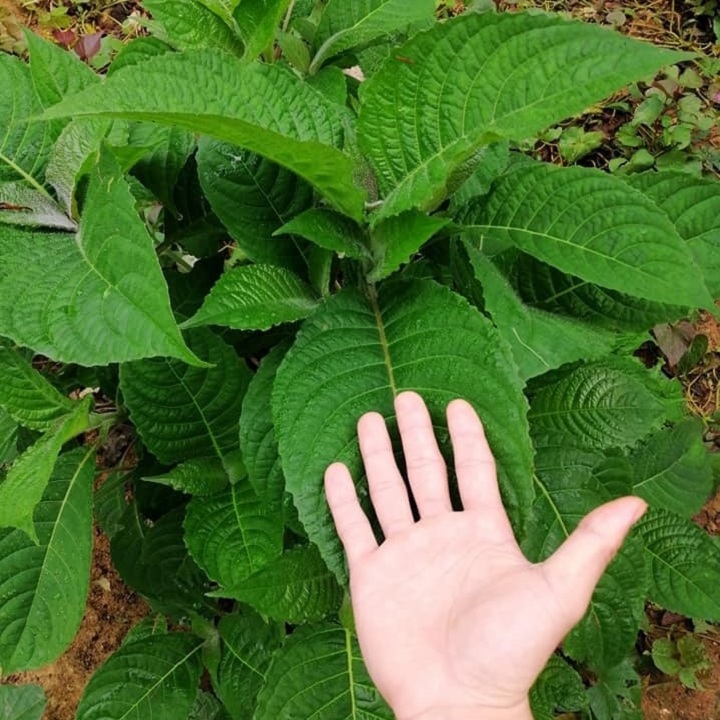 Cây giống chè khổng lồ