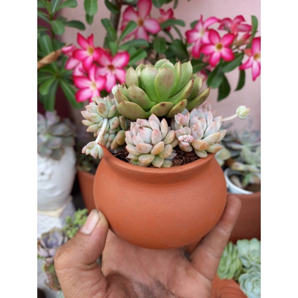 Chậu đất nung Bình Dương dáng lu 7x7