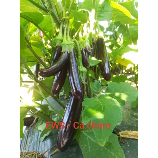 [5gram=950 hạt] Hạt Giống Cà Tím Dài F1 Cà Chùm - HMTĐ