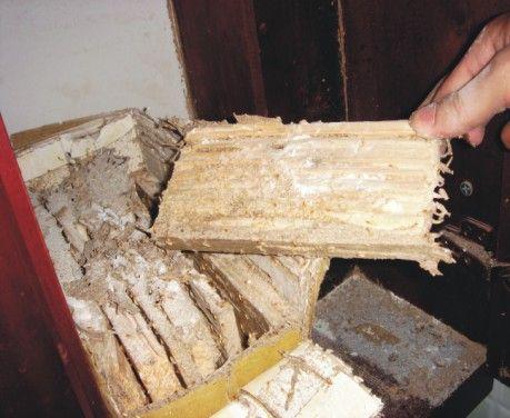 Hộp nhử mối